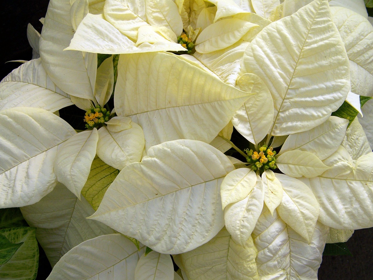 Natale: Assofioristi Confesercenti, per le feste le parole chiave sono fresco e bianco. Bene orchidee, stelle e rose